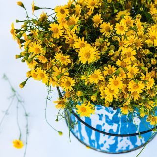 Dahlberg Daisies in blue and white bucket.