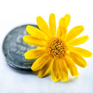 A close-up detail of tiny Dahlberg Daisy with a penny.