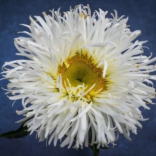 Cloe-up of a single Crazy Daisy on a deep blue background.