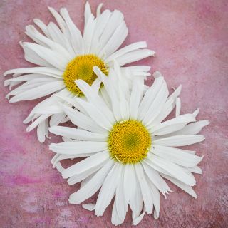 Two Crazy Daisy blooms on pink background.
