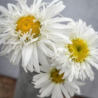 Crazy Daisy trio in metal watering can with light colored background.