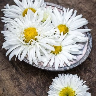 Crazy Daisy blooms in silver dish with a single bloom on a wooden background.