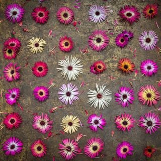 Overhead view of symmetrical design of Pastel Mix Livingstone Daisy blooms on a copper background.