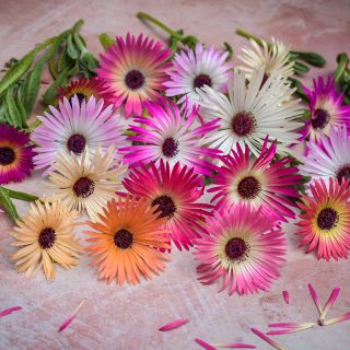 Complete view of Pastel Mix Livingstone Daisy blooms on pale pink pastel backdrop.