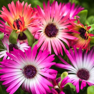 Detailed close-up of Pastel Mix Livingstone Daisy blooms growing in garden.