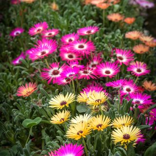 All shades of Pastel Mix Livingstone Daisy blooms growing in garden.