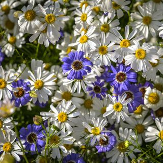 Swan River Daisy flowers growing in the garden.