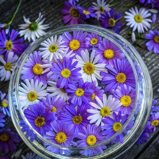 Swan River Mix Daisy flowers floating in glass dish on a wooden background.