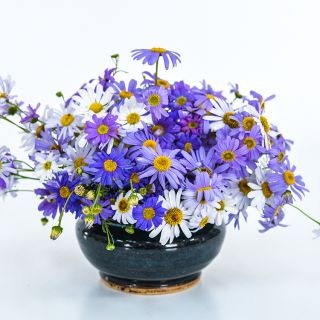 Swan River Daisy in dark bowl and white background.