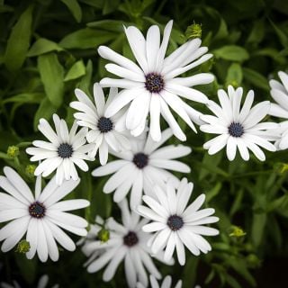Blue Disc Daisy bunch growing in garden.