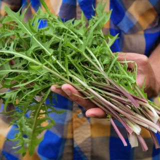 Fresh French Dandelion leaves pulled in garden.
