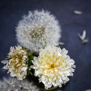 Japanese White Dandelion along with Dandelion that has gone to seed.