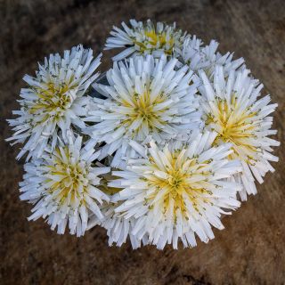 Japanese White Dandelion blooms on wooden counter top.