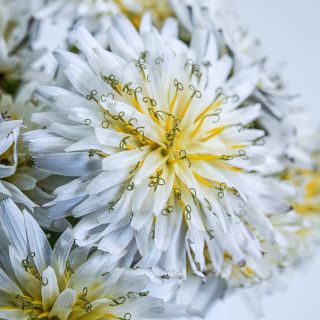 Close-up Japanese White Dandelion.