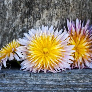 Pink Dandelion in front of wooden shelf.