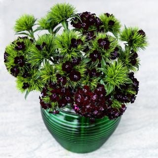 Black Adder Dianthus arranged in green glass vase on a light background.