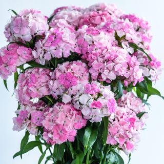A close-up view of Floral Pearl Appleblossom Dianthus flowers in a vase.
