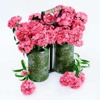 Floral Pearl Salmon Dianthus arranged in florist buckets ona white background.