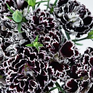 Close-up macro view of Zebra Crossing Dianthus blooms.