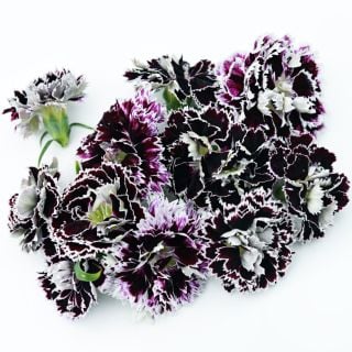 Close-up of Zebra Crossing Dianthus blooms on a bright white background.
