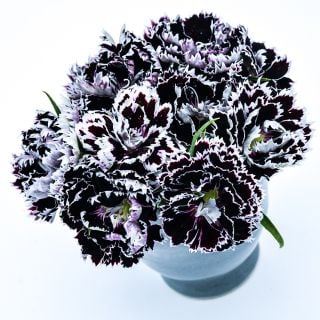 Zebra Crossing Dianthus flowers in grey vase on a white background.