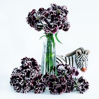 Zebra Crossing Dianthus in a vase with ceramic zebra and blooms at the base of the vase.