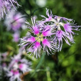 Rainbow Loveliness Dianthus growing in garden.