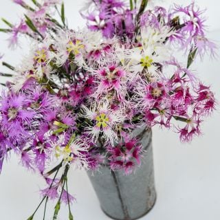 Rainbow Loveliness Dianthus in tin bucket and white background.