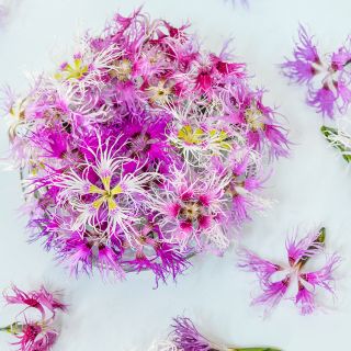 Rainbow Loveliness Dianthus in clear bowl on white background.