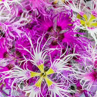 Close-up Rainbow Loveliness Dianthus.