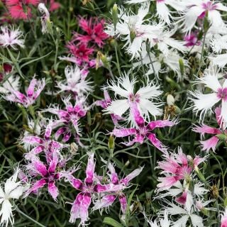 Spooky Mix Dianthus growing in the Baker Creek trial gardens.