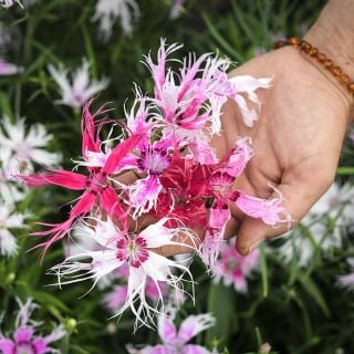 Gardener's hand holding Spooky Mix Dianthus blooms in front of a bed of the same.