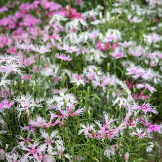 A row of Spooky Mix Dianthus growing in the Baker Creek trial gardens.