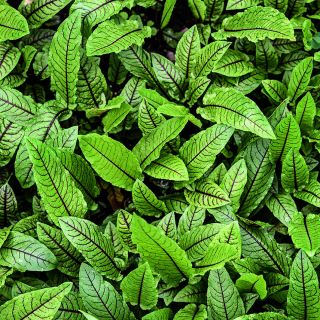 An overhead view of Bloody Dock Sorrel growing in the trial gardens at Baker Creek.