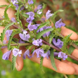 Moldavian Dragonhead Balm