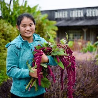 A smiling girl holding a bouquet of  Dreadlocks Amaranth in front of the Baker Creek Seed Store.