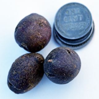 A trio of Huckleberry Gold Potato Micro Tubers with a stack of coins to show size on a white background.