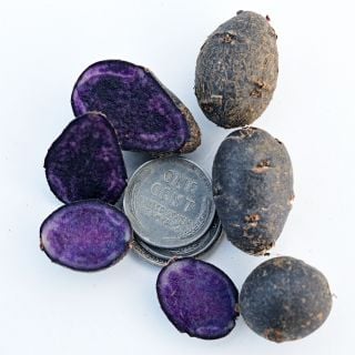 Purple Majesty Potato Micro Tubers on a white background with a stack of pennies on white.