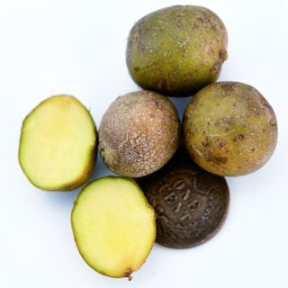 Several cut and whole Yukon Gold Micro Tuber Potatoes with a penny on a white background.
