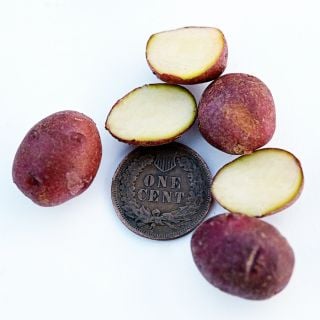 Sangre Potato Micro Tubers with a penny to show size on a white background.