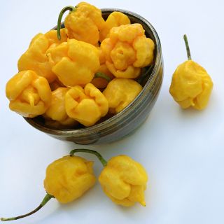 A bowl of Yellow Seven Pot Hot Peppers on a white background.