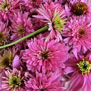 A close-up macro of Paradiso Super-Duper Echinacea blooms.
