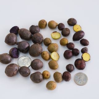 Potato Lover's Sampler