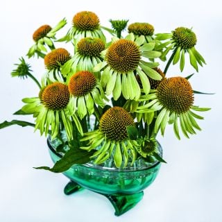 Alan's Pride Echinacea flowers arranged in green glass vase on a white background.