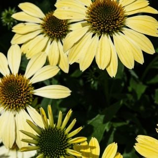 Mellow Yellow Echinacea growing in garden