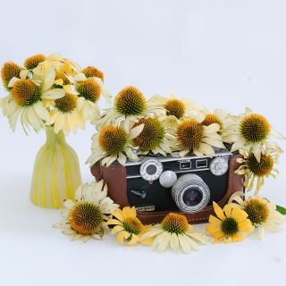 Mellow Yellow Echinacea blooms with camera prop