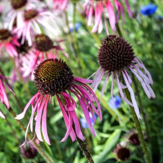 Echinacea Pallida blooming in gardens.