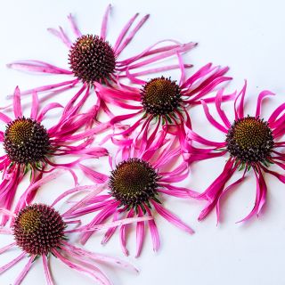 Echinacea Pallida blooms on white background.