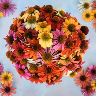 Paradiso Mix Echinacea 