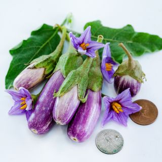 Small Jewel Marble Eggplant arranged with foliage and purple blooms and coins to show its size.